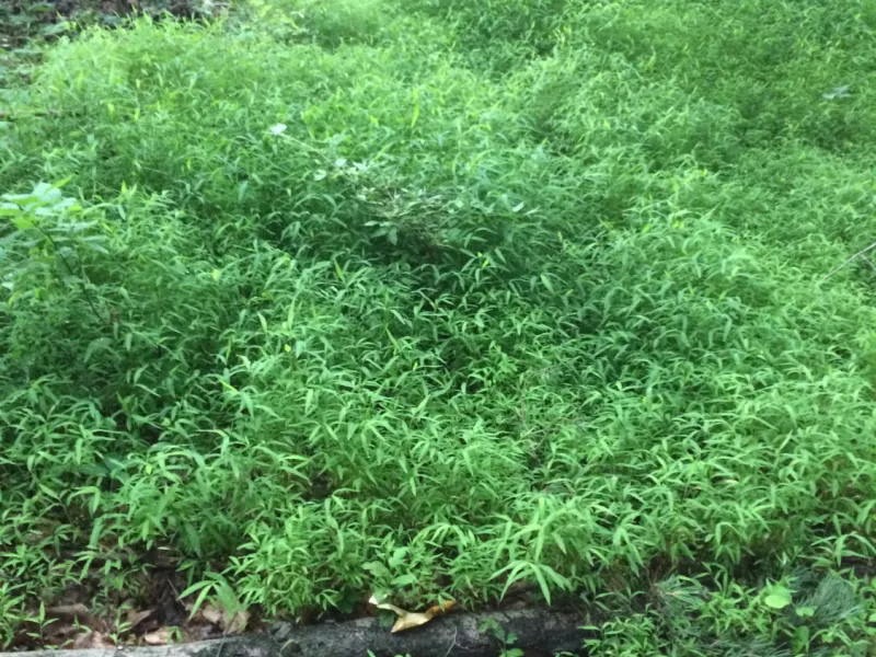 Invasive Stiltgrass