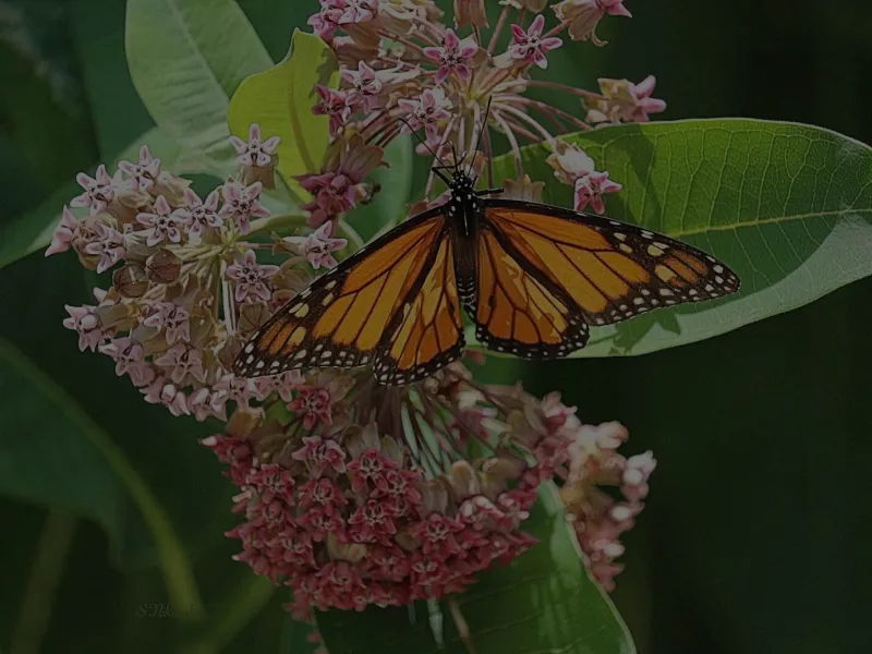 monarch butterfly on milkweed