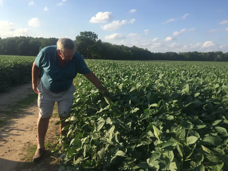 Farmer inspecting crops