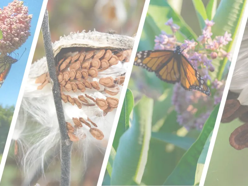 Milkweed Seed Collection banner