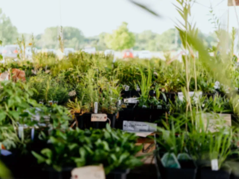 Native plants packed on tables for pick-up