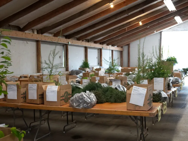 Packed tree orders on tables