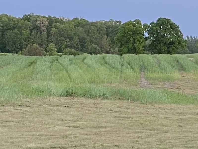 Farmer Cost Share - Cover Crops 