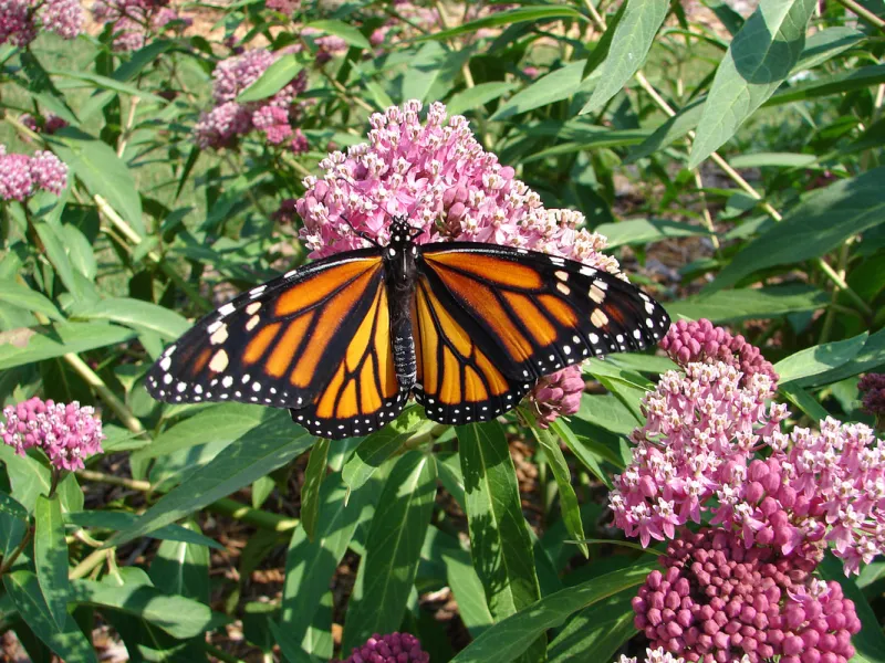 Monarch Butterfly on Milkweed. Photo credit: Breda Dziedzic