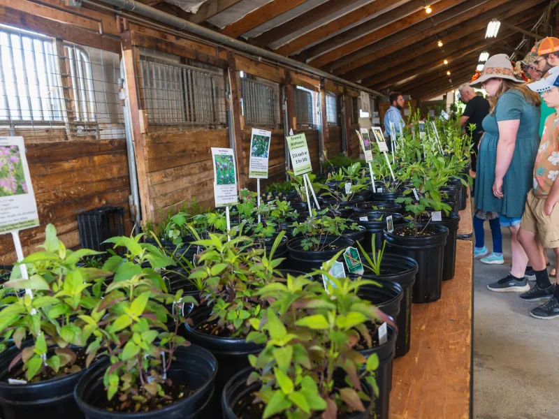 native plant expo customers and plants