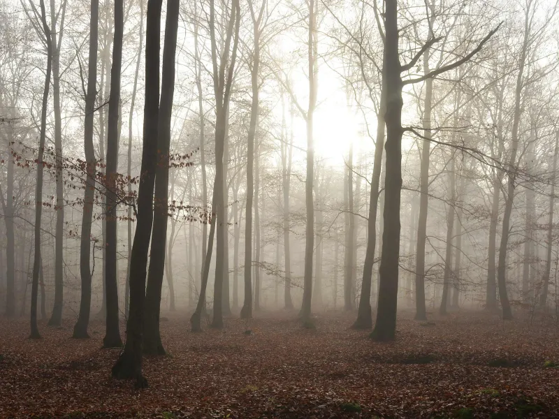 Sun coming through foggy woods.