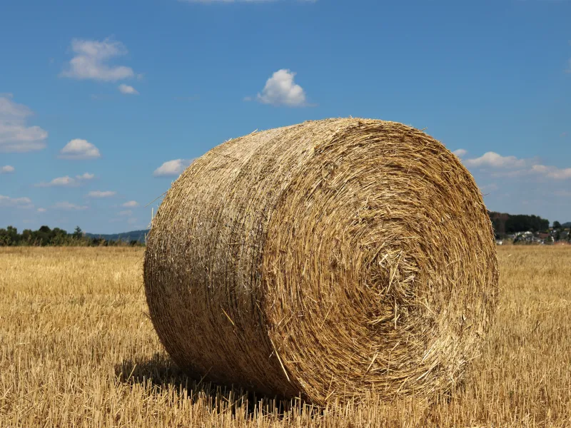 Rolled hay bale in a field