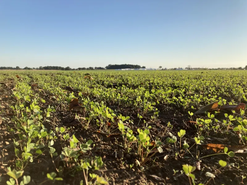 crop field