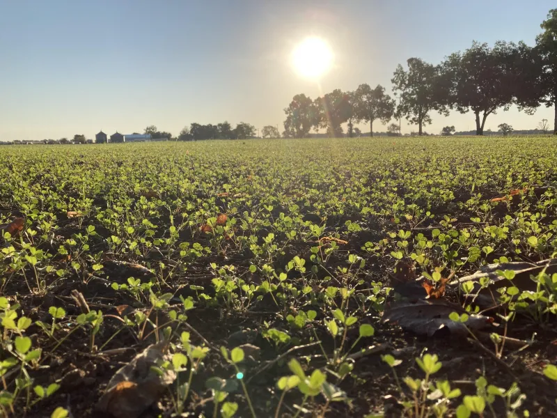 Sunrise over a crop field