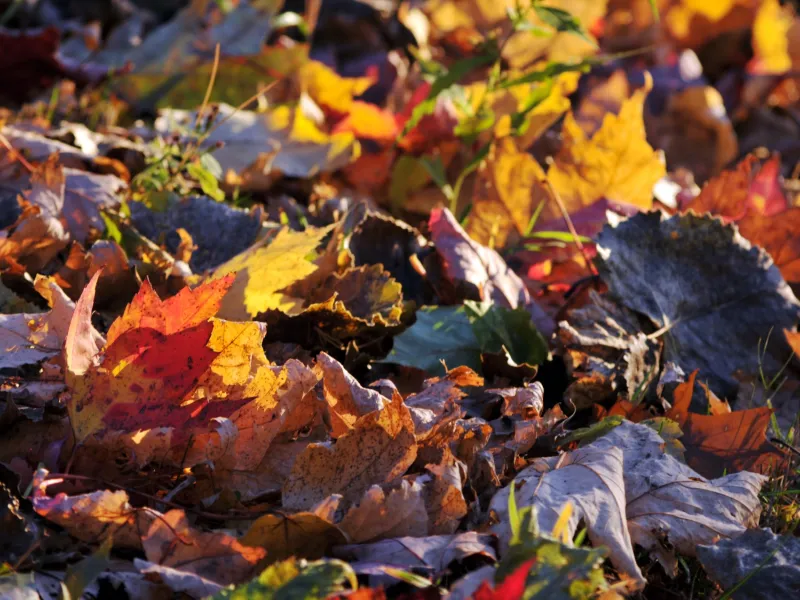 A pile of leaves