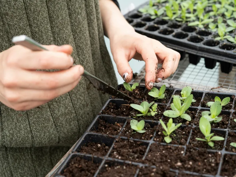 Someone planting seedlings