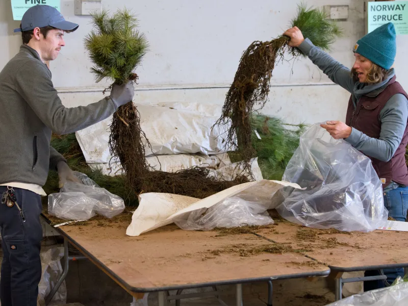 tree sale packing trees (Photo Credit: Paul Michael Peters)