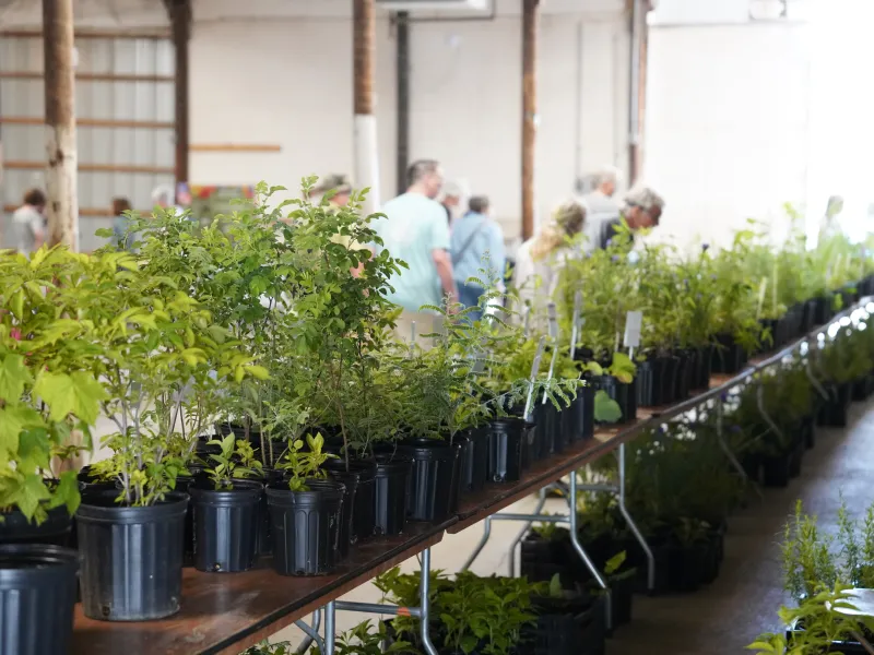 Native Plant Expo potted plants - Photo credit: Paul Michael Peters