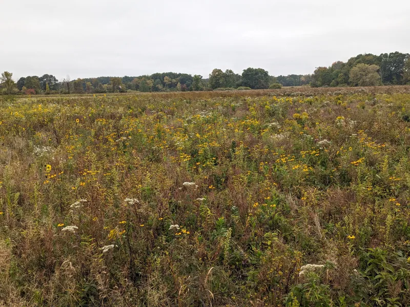 A field with a pollinator planting
