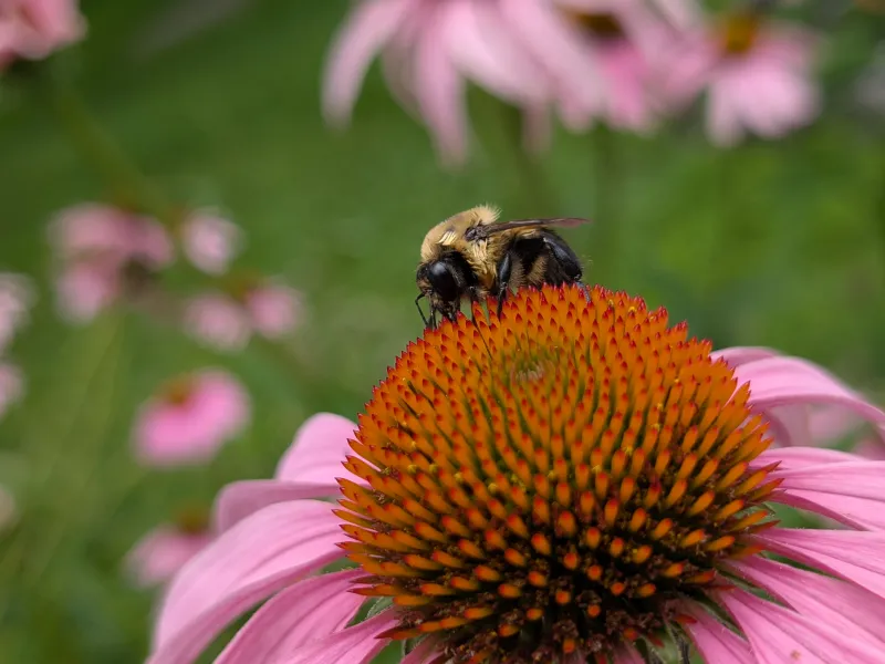 Bumblebee on echinacea close up