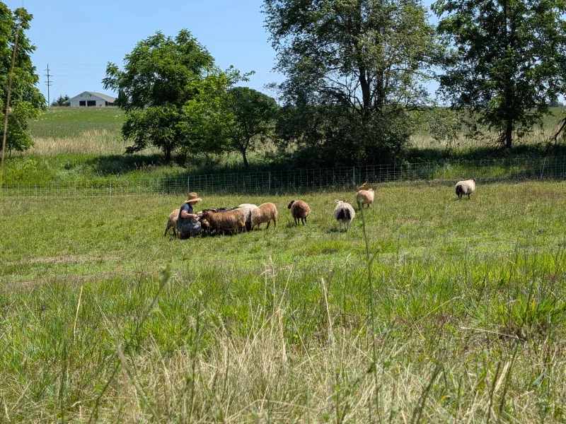 sheep grazing