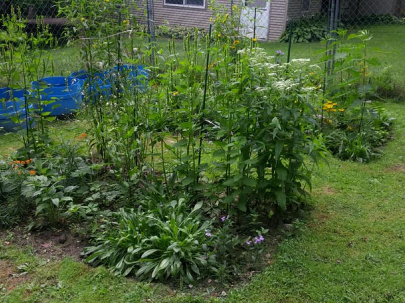 wildflower garden