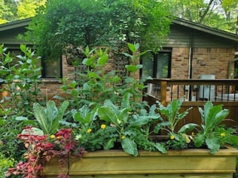 plants