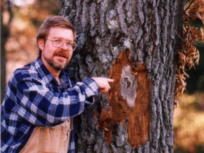 Man with oak wilt "spore mat"