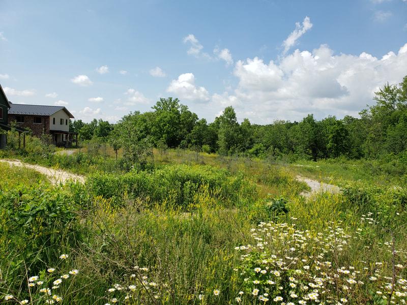 wildflower field