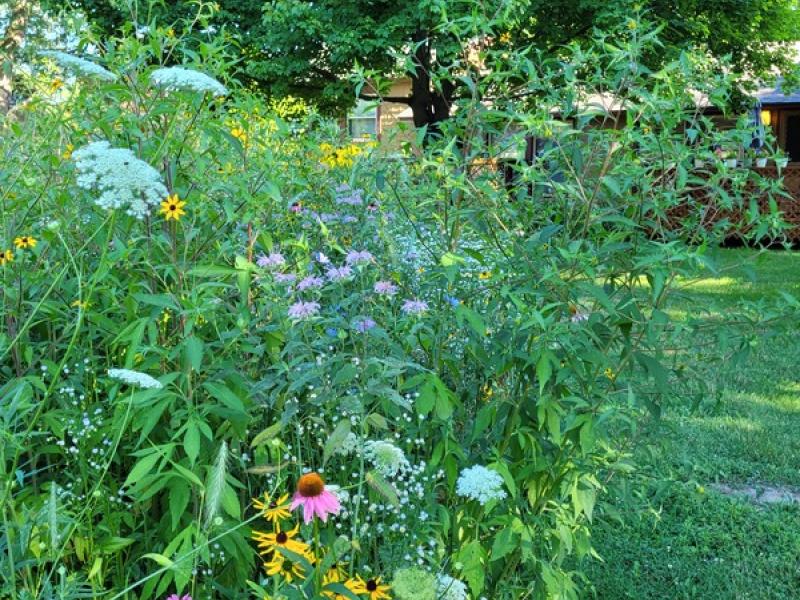 Pittsfield Sustainability Meadow
