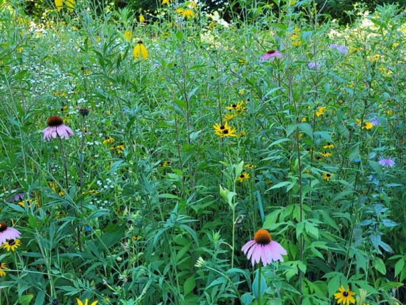 Pittsfield Sustainability Meadow