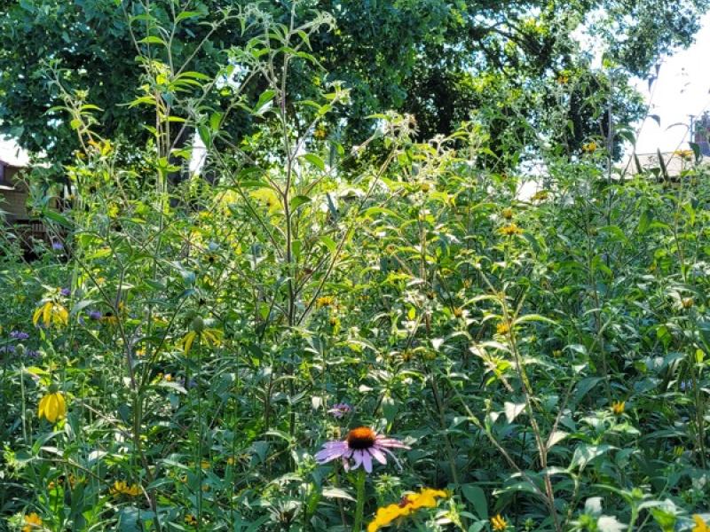 Pittsfield Sustainability Meadow