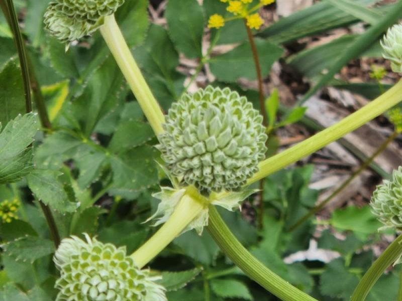 native plant