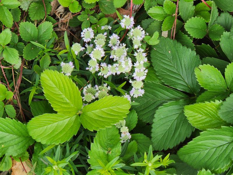 wild strawberry