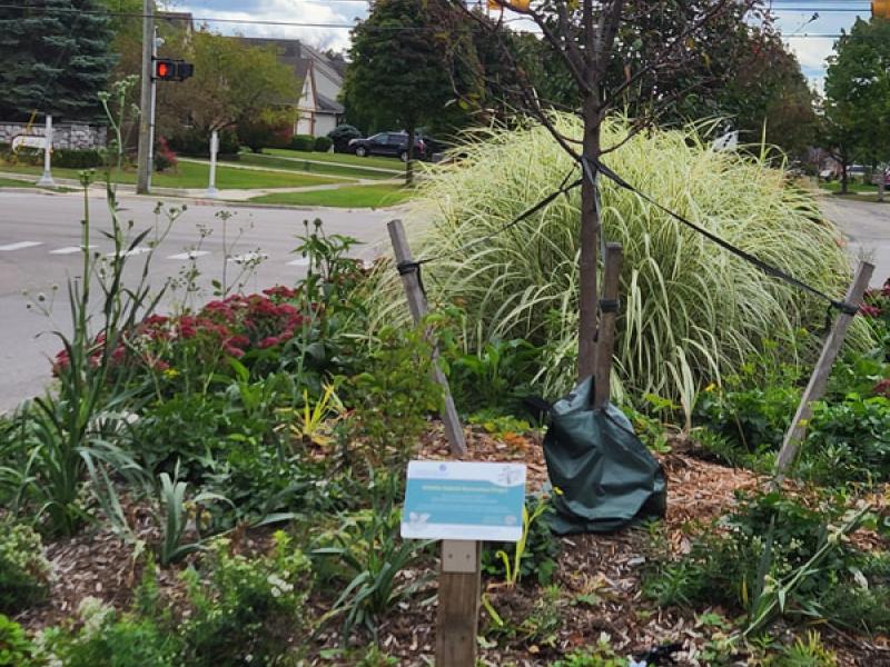 native plant island
