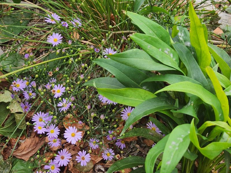 wildflowers