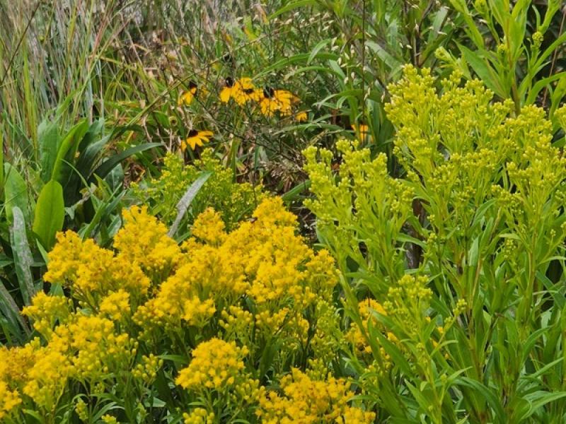 wildflowers