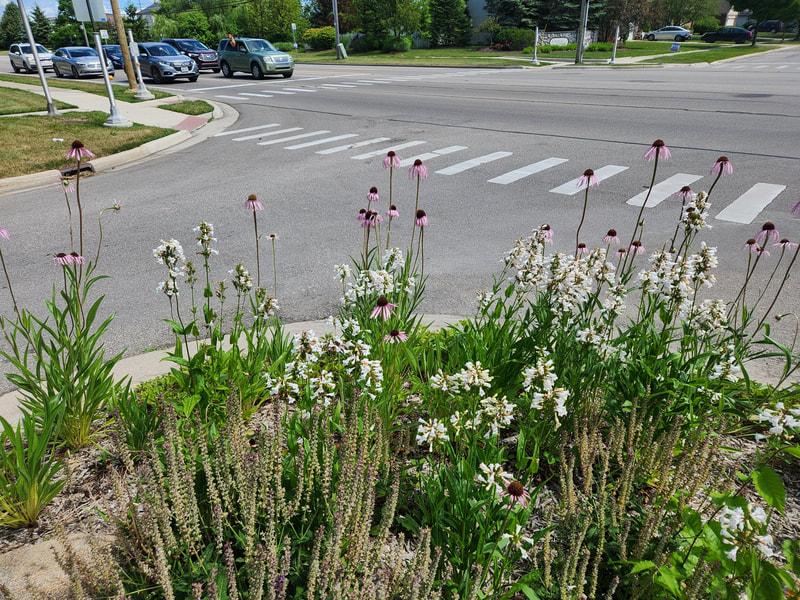 native wilflowers