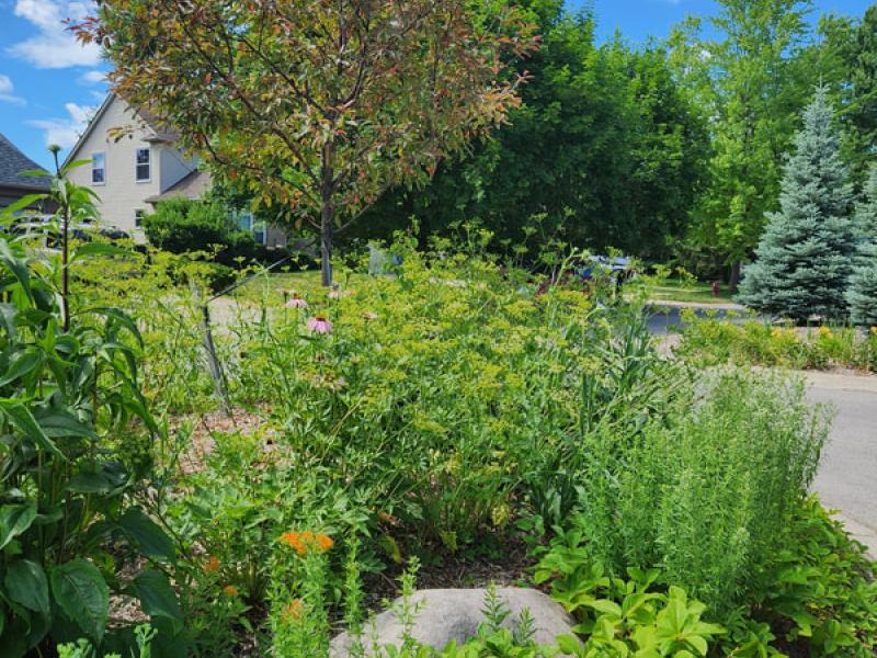native wildflowers