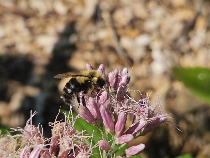 Close up of milkweed flower Risdon Park