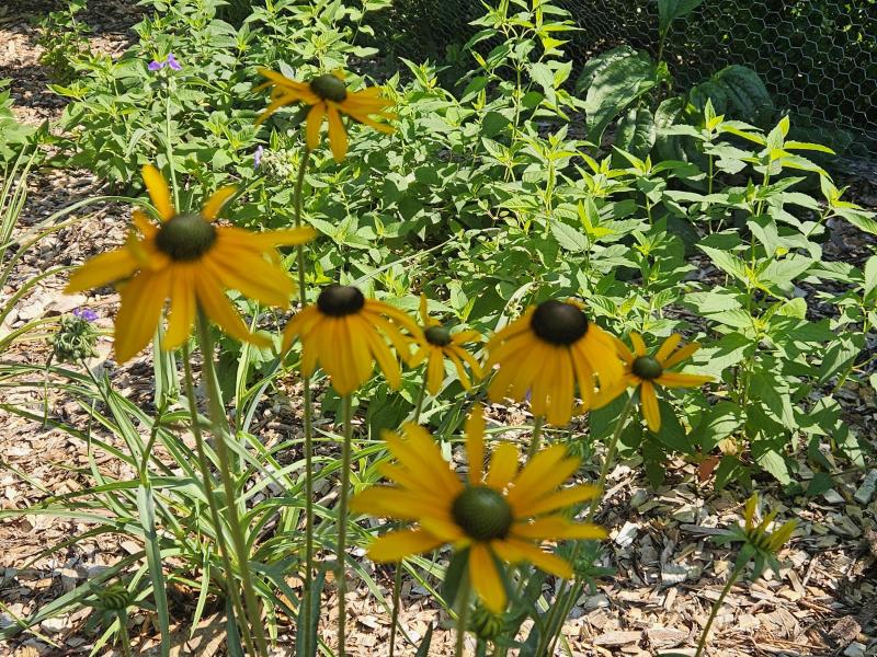 Blackeyed susan Risdon park