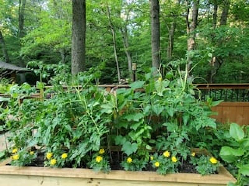 plants