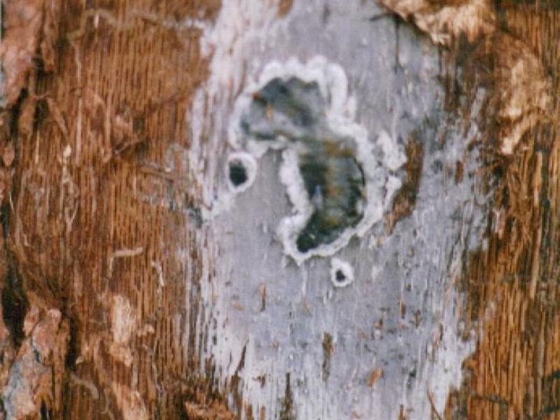 "Spore mat 1997 close-up" by the Wood Geek