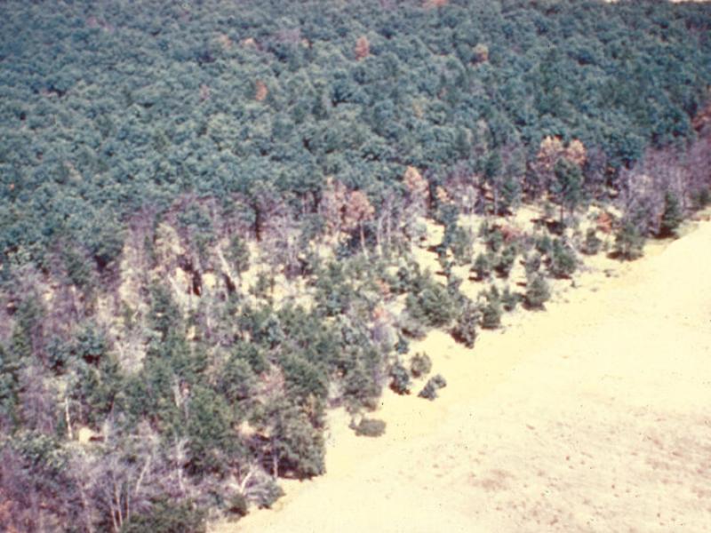 Robert L. Anderson, USDA Forest Service, Bugwood.org