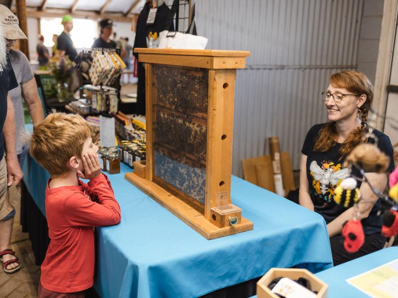 kid looking at a demo bee hive