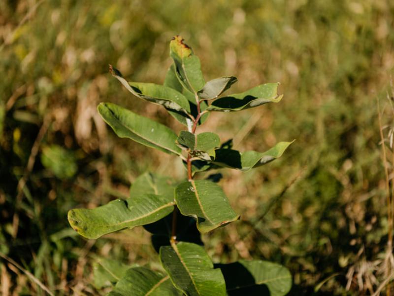 Agrolforestry
