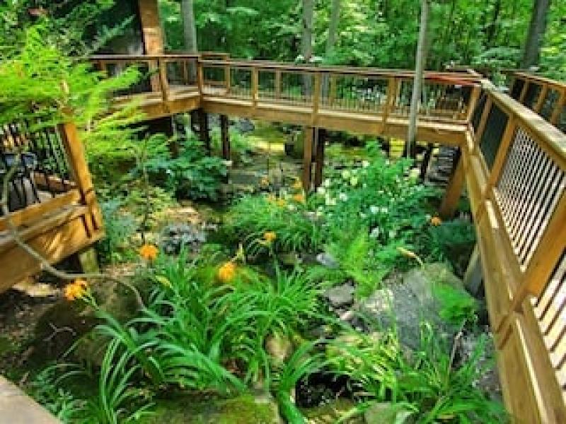 plants