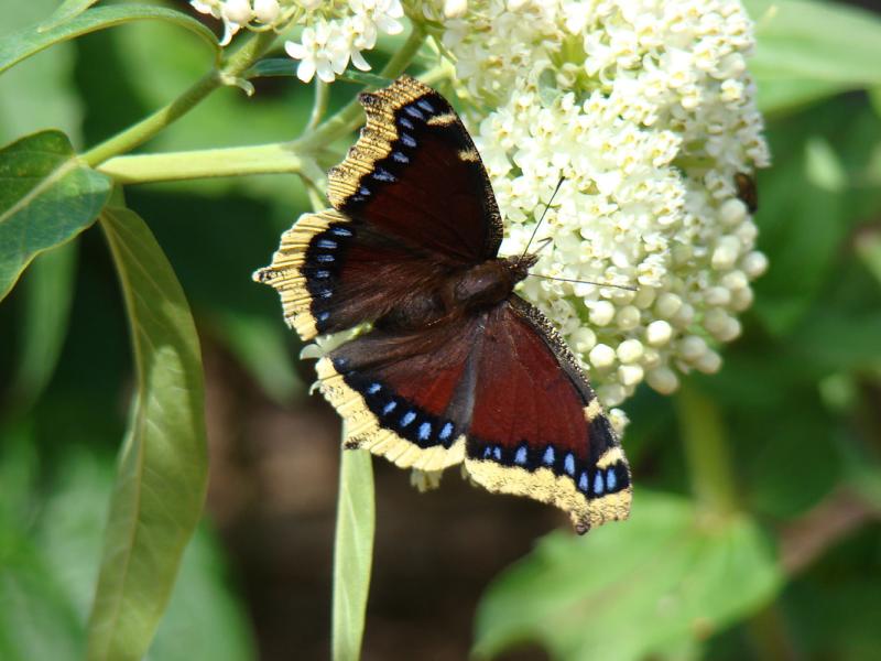 Mourning Cloak Butterfly. Photo Credit: Brenda Sattler