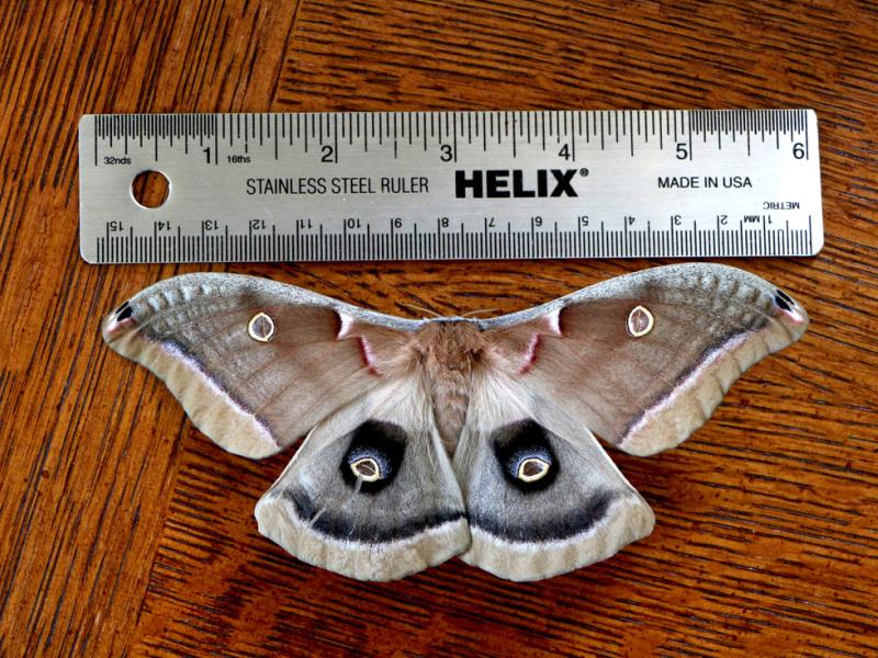 Polyphemus Moth. Photo Credit: Brenda Sattler