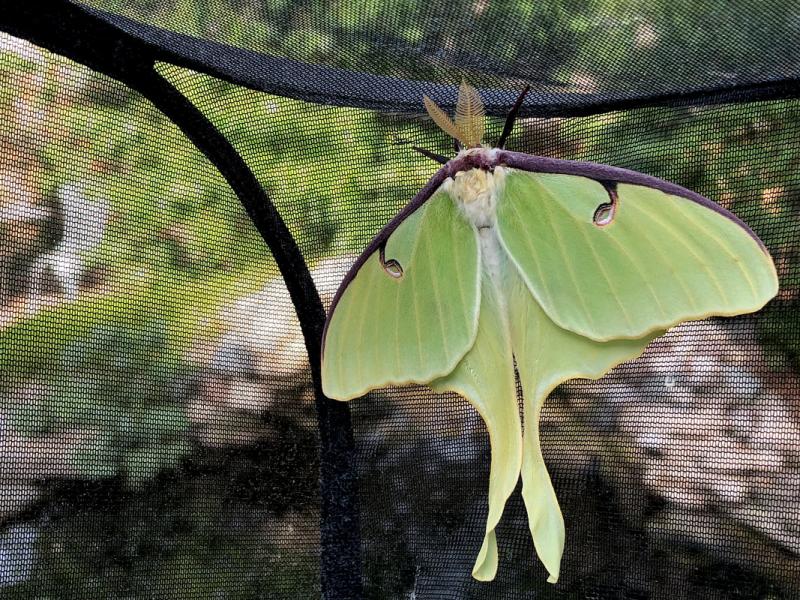 Luna Moth. Photo Credit: Brenda Sattler