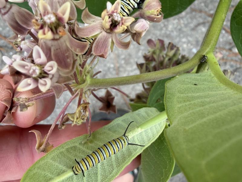 monarch caterpillar