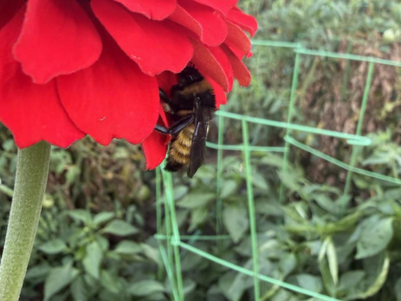 close up of rare wild bee on a red flower