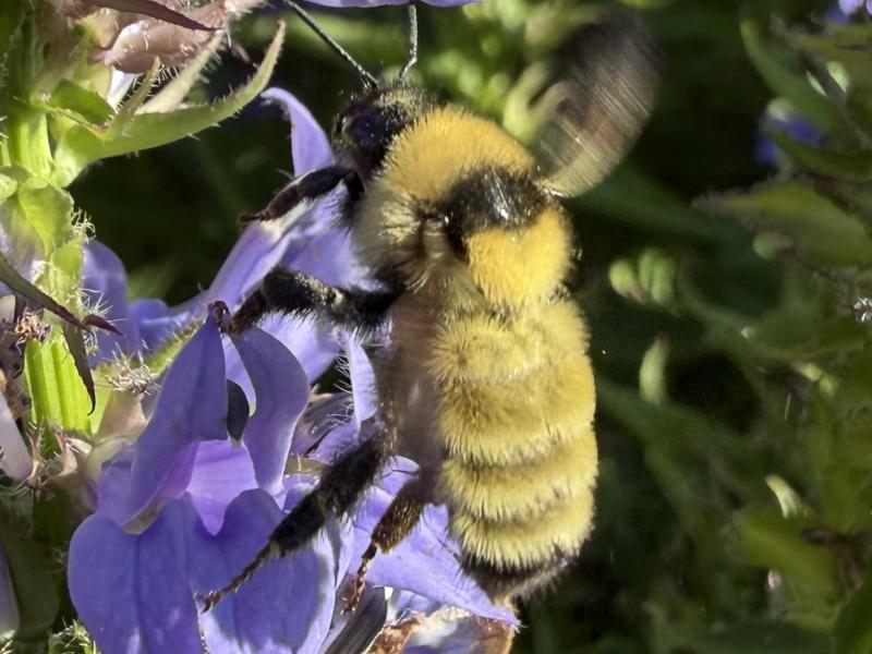 close up of rare wild bee on a purple flower