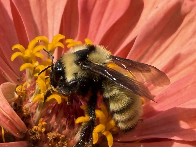 close up of rare wild bee on a pink flower