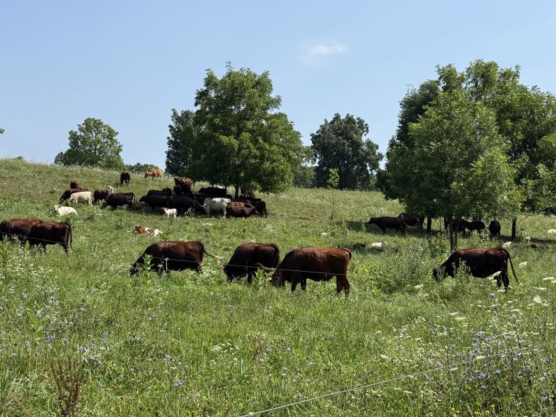 Livestock grazing at Whitney Farmstead, Washtenaw County
